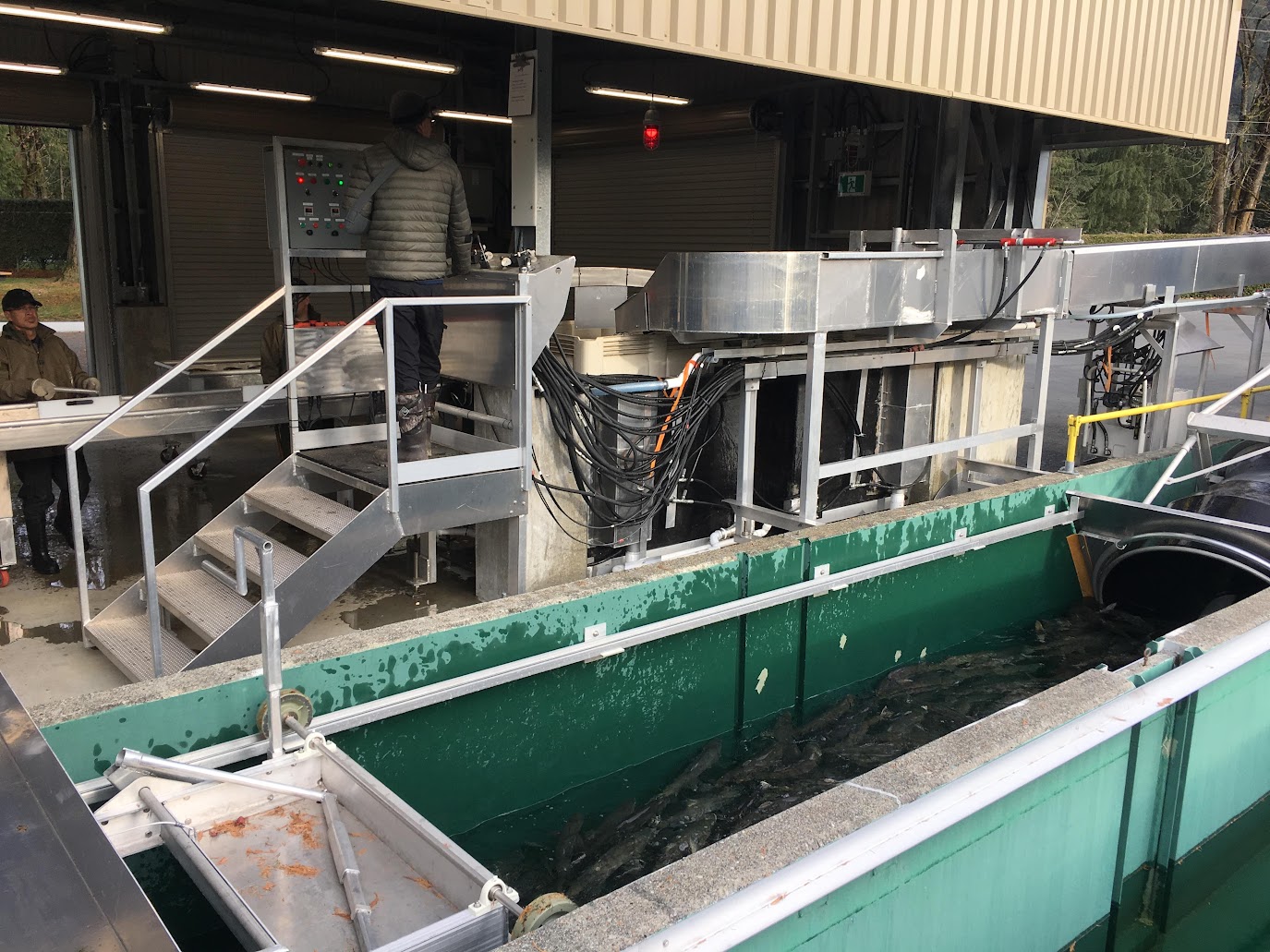 Inch Creek Hatchery interior with holding tanks where the system is used